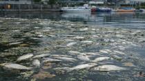 Rheindelta’da Balık Ölümleri Devam Ediyor