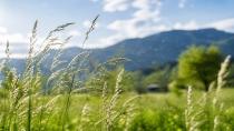 Vorarlberg’de Çimen poleni dönemi başladı: Alerjisi olanlara uyarı