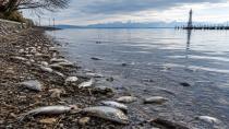 Bodensee’de Olağanüstü Balık Ölümleri: Tonlarca Ölü Balık Toplandı