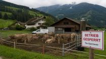 Vorarlberg'de Yeni Tüberküloz Alarmı