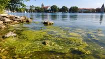 Lindau'da mavi-yeşil alg uyarısı!
