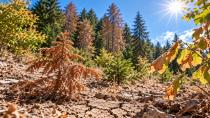 Vorarlberg Ormanları Can Çekişiyor