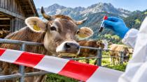 Vorarlberg’de sığır TBC’sine karşı yeni önlem